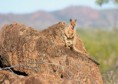 /album/photo-gallery-significant-fauna/purple-necked-rock-wallaby-petrogale-purpureicollis-cloncurry-jpg1/